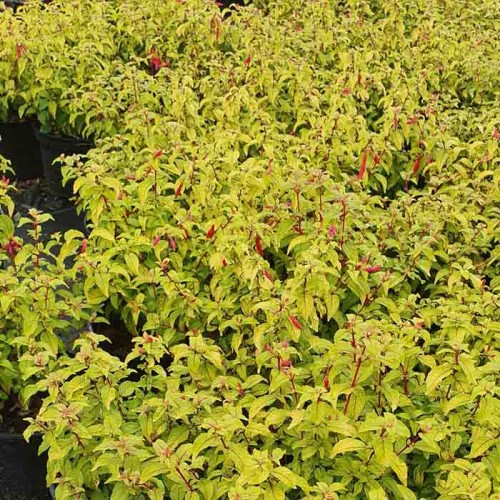 Fuchsia Geni | ScotPlants Direct